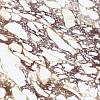 Spiek Laminam I Naturali Calacatta Viola BM(А) soft touch 12,5 mm 3240х1620 - small